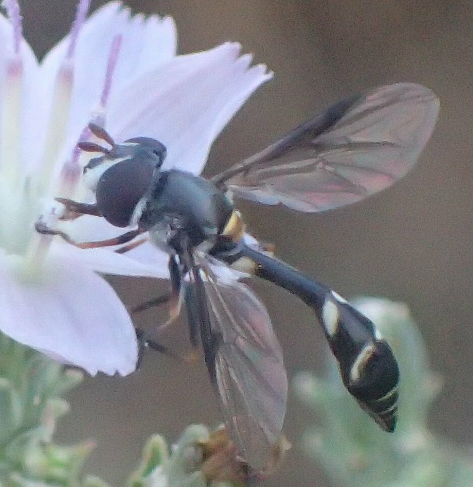 High Resolution Dioprosopa clavata Animal